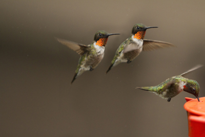 hummer